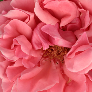 Онлайн магазин за рози - Чайно хибридни рози  - оранжево - розов - Pоза Южно море - среден аромат - Денисън Харлоу Морей - Шиповете й са леко огънати и кафяво-зелени.